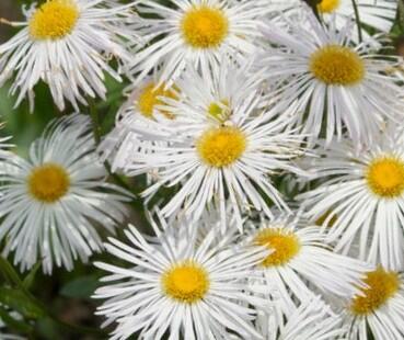 Turan 'Sommerneuschnee' - Erigeron 'Sommerneuschnee'