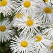 Turan 'Sommerneuschnee' - Erigeron 'Sommerneuschnee'
