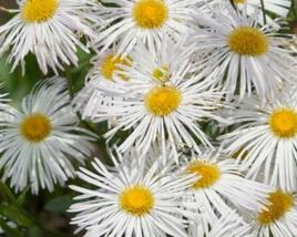 Turan 'Sommerneuschnee'
