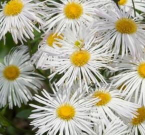 Turan 'Sommerneuschnee' - Erigeron 'Sommerneuschnee'
