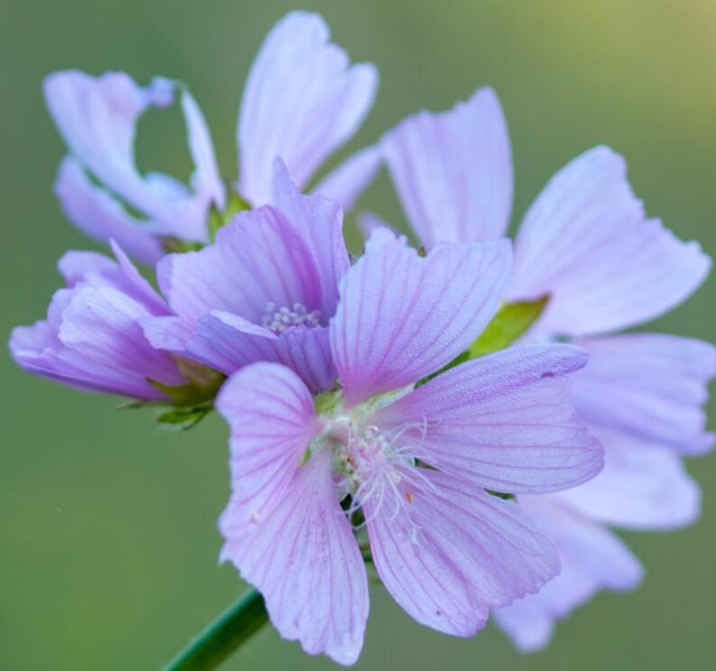 Sléz pižmový 'Upor' - Malva moschata 'Upor'