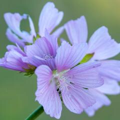 Sléz pižmový 'Upor' - Malva moschata 'Upor'