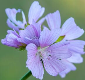Sléz pižmový 'Upor' - Malva moschata 'Upor'