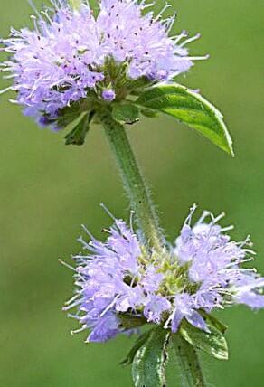 Máta polej - Mentha pulegium