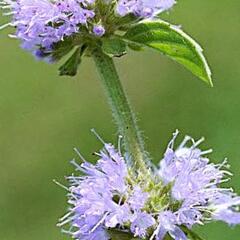 Máta polej - Mentha pulegium