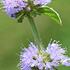Mentha pulegium.jpg