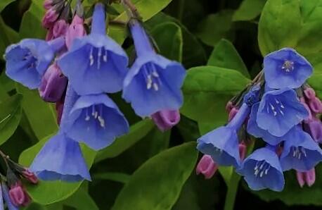 Plícněnka - Mertensia virginia