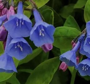 Plícněnka - Mertensia virginia