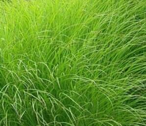 Ozdobnice čínská - Miscanthus sinensis