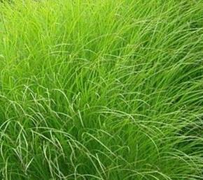 Ozdobnice čínská - Miscanthus sinensis