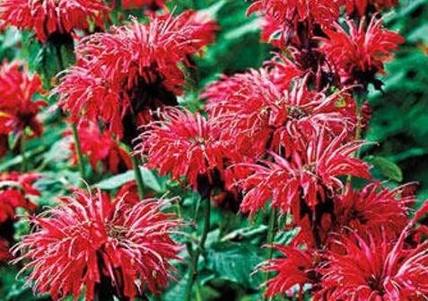 Zavinutka 'Fireball' - Monarda hybrida 'Fireball'