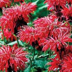 Zavinutka 'Fireball' - Monarda hybrida 'Fireball'