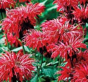 Zavinutka 'Fireball' - Monarda hybrida 'Fireball'
