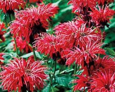 Zavinutka 'Fireball'