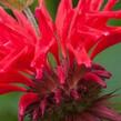 Zavinutka 'Gardenview Scarlet' - Monarda hybrida 'Gardenview Scarlet'