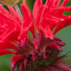 Zavinutka 'Gardenview Scarlet' - Monarda hybrida 'Gardenview Scarlet'