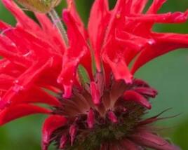 Zavinutka 'Gardenview Scarlet'