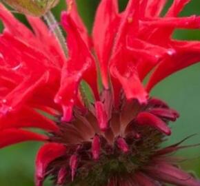 Zavinutka 'Gardenview Scarlet' - Monarda hybrida 'Gardenview Scarlet'