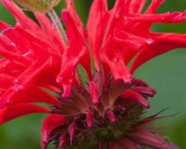 Zavinutka 'Gardenview Scarlet'