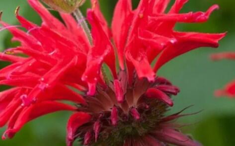 Zavinutka 'Gardenview Scarlet' - Monarda hybrida 'Gardenview Scarlet'