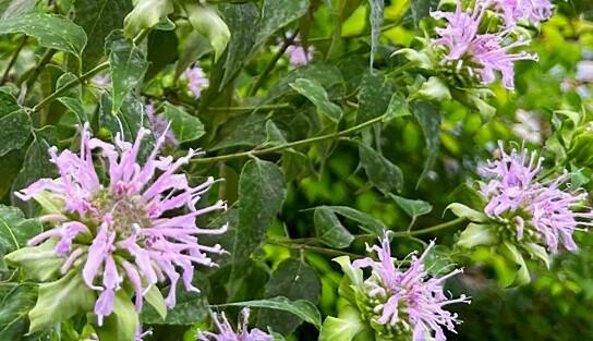 Zavinutka 'Violacea' - Monarda punctata 'Violacea'