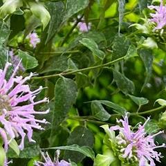 Zavinutka 'Violacea' - Monarda punctata 'Violacea'