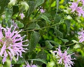 Zavinutka 'Violacea'