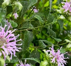 Zavinutka 'Violacea' - Monarda punctata 'Violacea'
