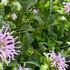 Monarda punctata 'Violacea'_1.jpg
