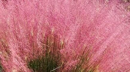 Muhla mexická červená 'Ruby' - Muehlenbergia capillaris 'Ruby'
