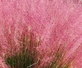 Muhla mexická červená 'Ruby' - Muehlenbergia capillaris 'Ruby'