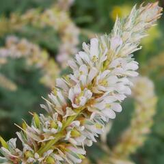 Židoviník německý - Myricaria germanica