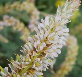 Židoviník německý - Myricaria germanica