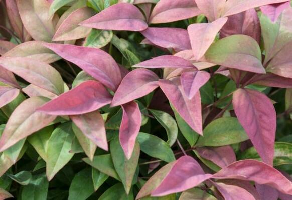 Nandina domácí 'Blush Pink' - Nandina domestica 'Blush Pink'