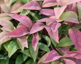 Nandina domácí 'Blush Pink'