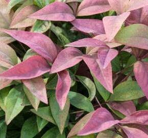 Nandina domácí 'Blush Pink' - Nandina domestica 'Blush Pink'