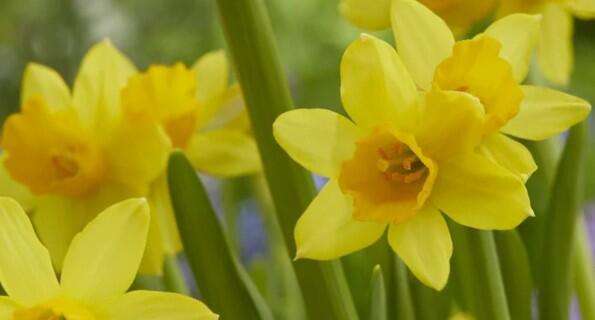 Narcis Jonquilla 'Sabrosa' - Narcissus Jonquilla 'Sabrosa'
