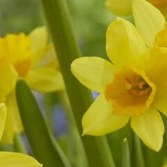 Narcis Jonquilla 'Sabrosa' - Narcissus Jonquilla 'Sabrosa'