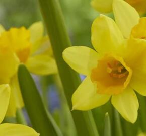 Narcis Jonquilla 'Sabrosa'