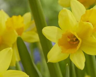 Narcis Jonquilla 'Sabrosa'