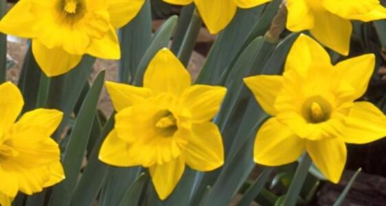 Narcis - Narcissus obvallaris