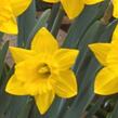 Narcis - Narcissus obvallaris