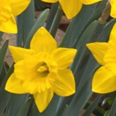 Narcis - Narcissus obvallaris