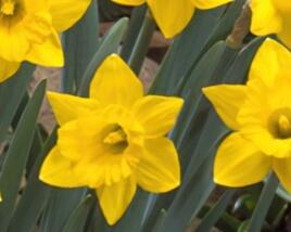 Narcis