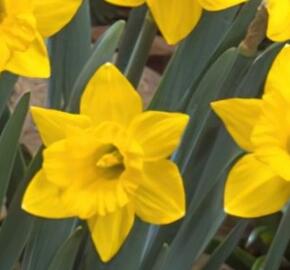 Narcis - Narcissus obvallaris