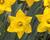 Narcis