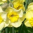 Narcis 'Sun Disc' - Narcissus 'Sun Disc'