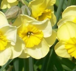 Narcis 'Sun Disc'
