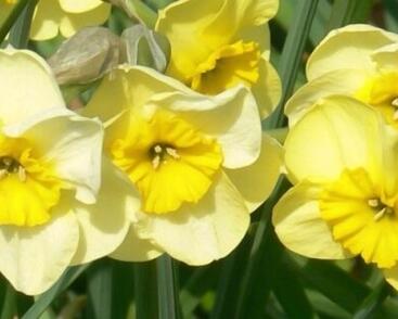 Narcis 'Sun Disc'