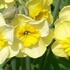 Narcissus 'Sun Disc'.jpg